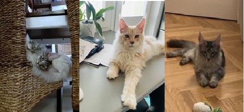 Maine Coon - mainská mývalia mačka - www.maine-coons.sk
